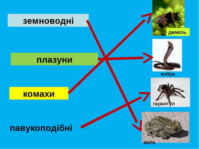 плазуни павукоподібні земноводні комахи джміль кобра тарантул жаба