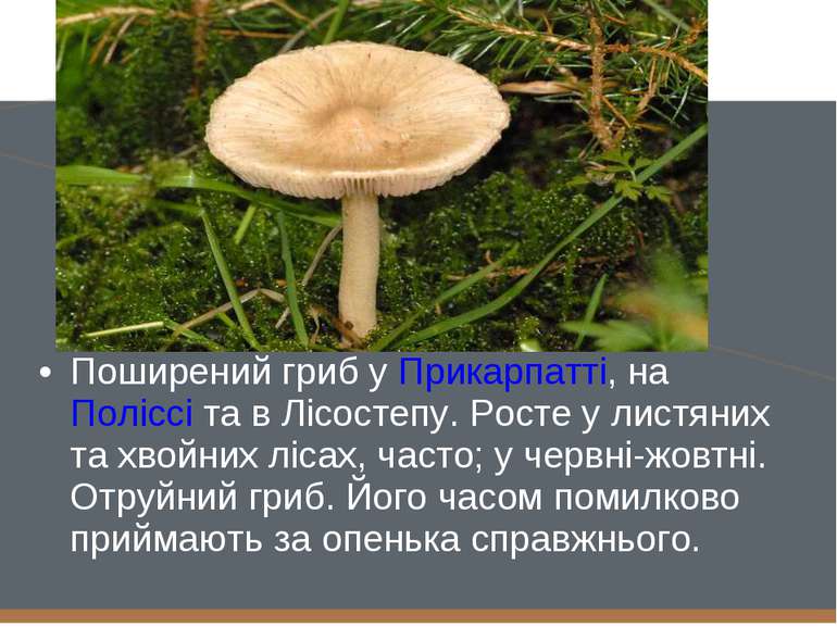 Поширений гриб у Прикарпатті, на Поліссі та в Лісостепу. Росте у листяних та ...