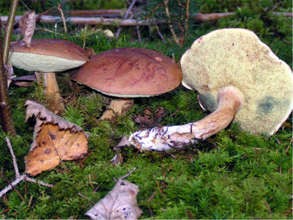 Польский гриб съедобный или нет. Гриб польский Боровик. Польский гриб съедобные грибы. Польский белый гриб ложный. Польский гриб фото.