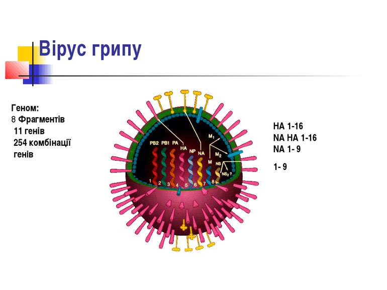 Вірус грипу Геном: 8 Фрагментів 11 генів 254 комбінації генів HA 1-16 NA HA 1...