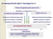Антимікробний ефект Канефрона Н Впливають на бактеріальний білок Зв’язуються ...