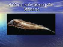 Найбільш глибоководна риба - Бассогігас