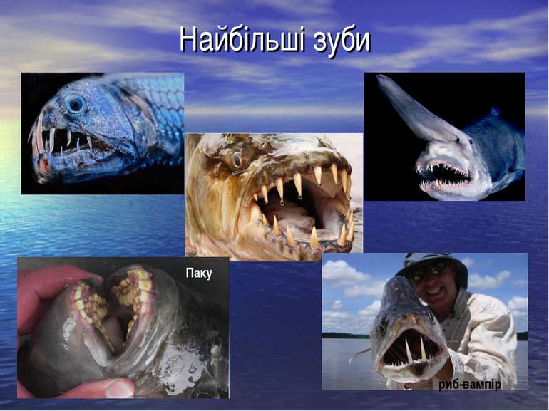 Найбільші зуби риб-вампір Паку