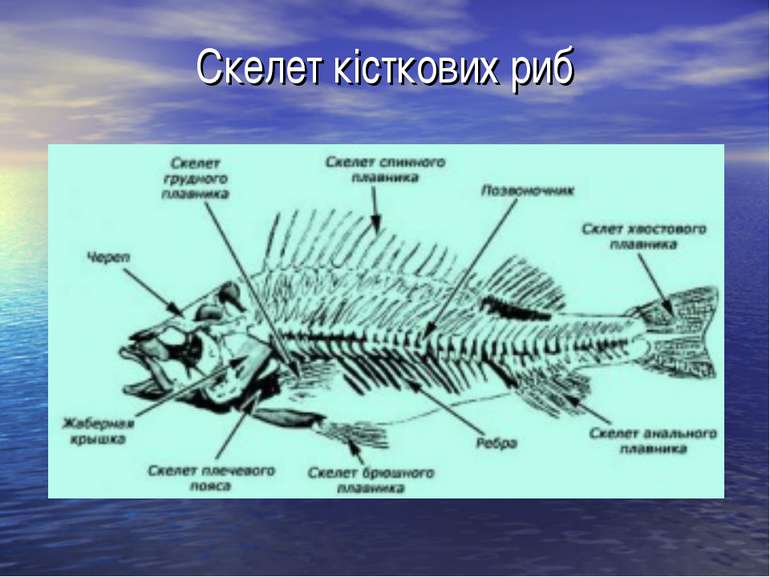 Скелет кісткових риб