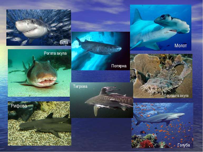 Біла Молот Рифова Голуба Бородата акула Рогата акула Тигрова Полярна