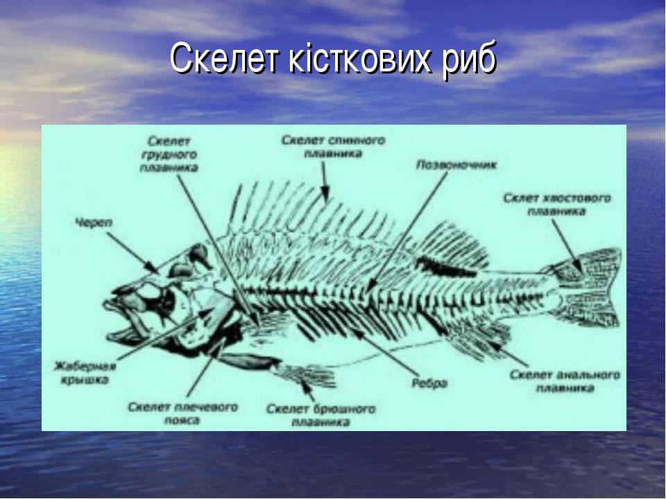 Скелет рыб 7 класс. Скелет рыбы. Скелет рыбы строение. Название отделов скелета рыбы. Скелет плавника рыбы.