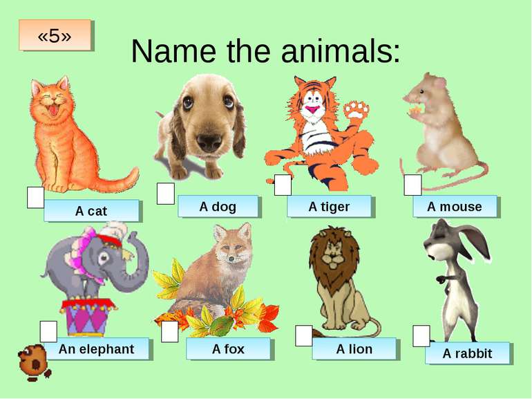 Name the animals: A cat A dog A tiger A mouse An elephant A fox A lion A rabb...