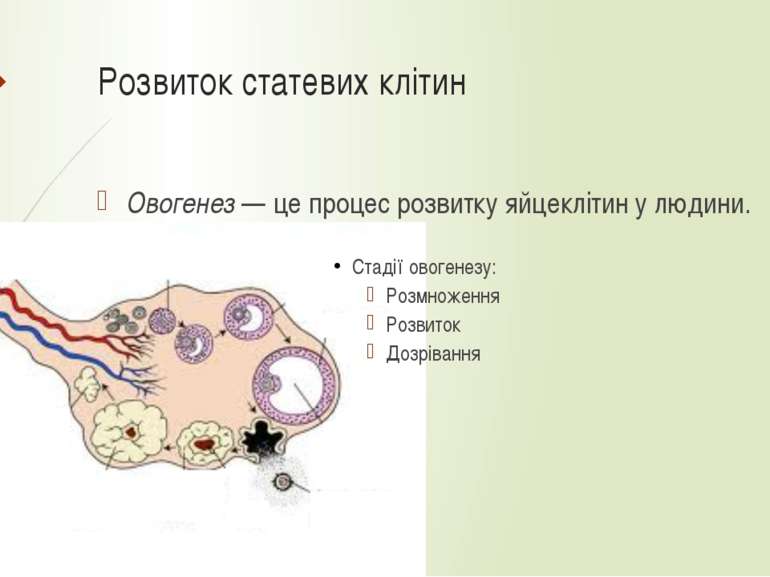 Розвиток статевих клітин Овогенез — це процес розвитку яйцеклітин у людини. С...