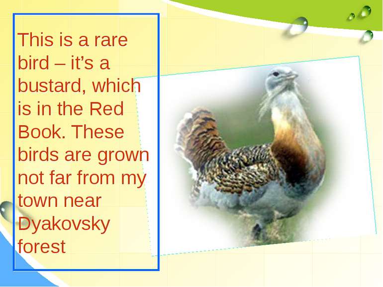 This is a rare bird – it’s a bustard, which is in the Red Book. These birds a...