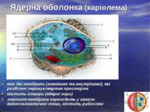 Ядерна оболонка (каріолема) має дві мембрани (зовнішню та внутрішню), які роз...