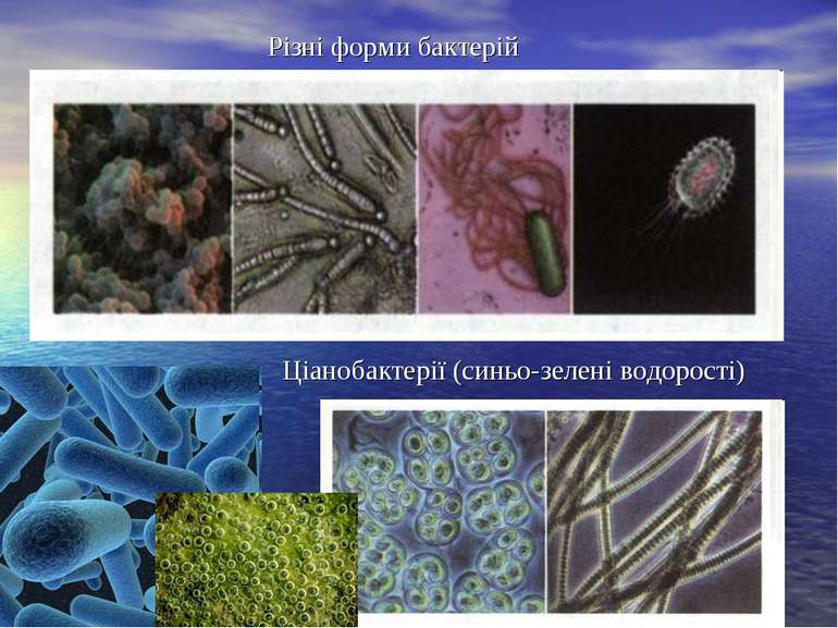 Ціанобактерії (синьо-зелені водорості) Різні форми бактерій