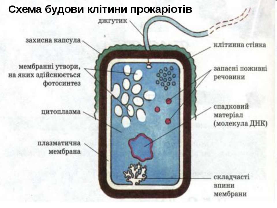 Клетки водорослей и цианобактерий. Цианобактерии строение клетки. Схема строения клетки цианобактерии. Строение прокариотической клетки цианобактерии. Схема строения прокариотической клетки цианобактерий.