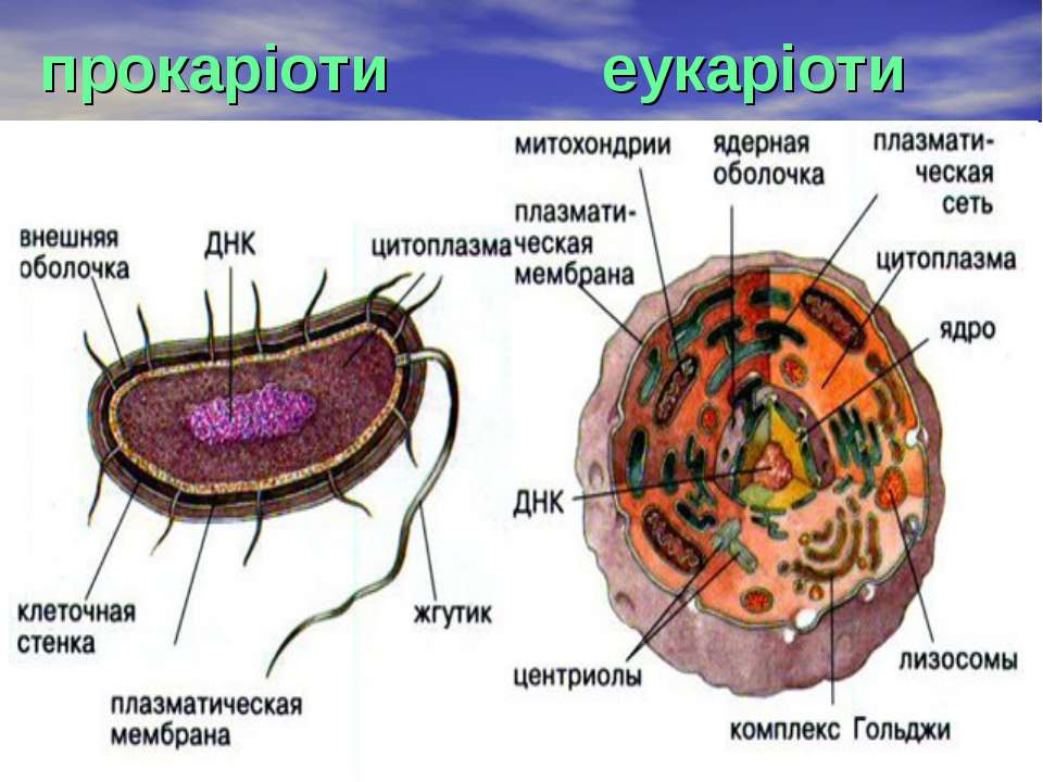 Клетки прокариот не имеют ядра. Прокариотическая и эукариотическая клетка. Клетка эукариот. Зарисовать строение прокариотической и эукариотической клеток. Прокариоты и эукариоты.