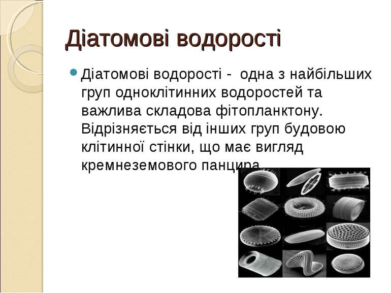 Діатомові водорості Діатомові водорості - одна з найбільших груп одноклітинни...