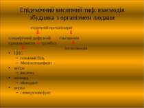 Епідемічний висипний тиф: взаємодія збудника з організмом людини ендотелій пр...