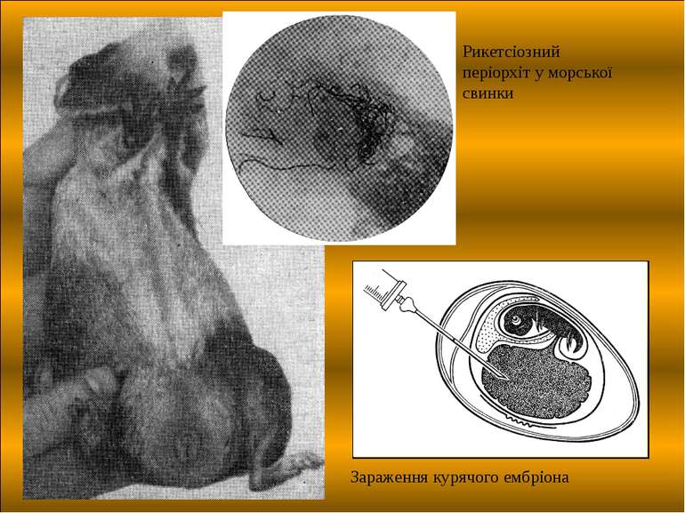 Рикетсіозний періорхіт у морської свинки Зараження курячого ембріона