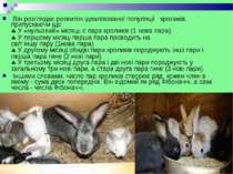  Він розглядає розвиток ідеалізованої популяції  кроликів,  припускаючи що:  ...