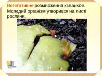 Вегетативне розмноження каланхое. Молодий організм утворився на листі рослини.