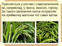 Трапляється у рослин і самозапилення, як, наприклад, у проса, квасолі, гороху...