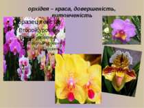 орхідея – краса, довершеність, витонченість