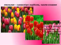 тюльпан – символізує гордість, чисте кохання
