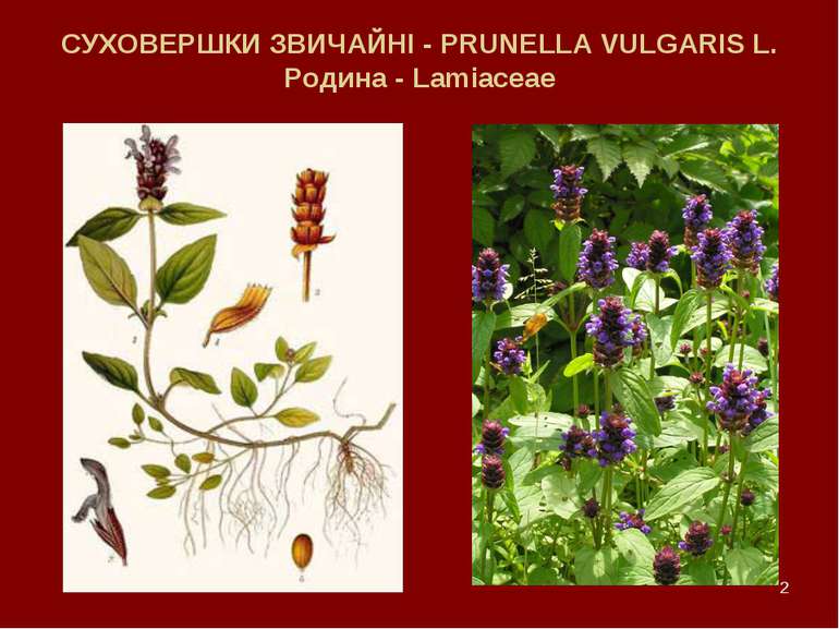 * СУХОВЕРШКИ ЗВИЧАЙНІ - PRUNELLA VULGARIS L. Родина - Lamiaceae