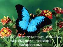 А в Україні метелики стають більшими за розмірами та яскравіше забарвленими.