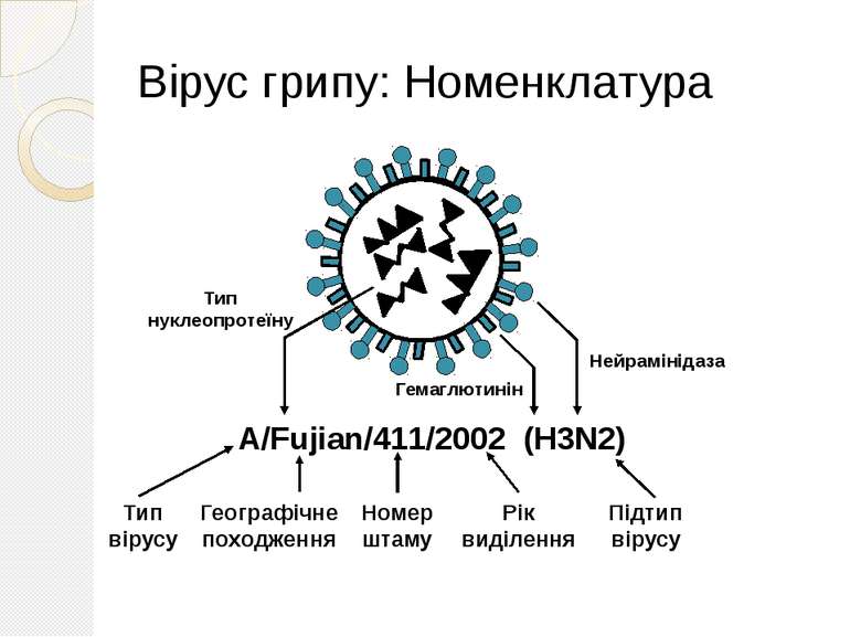 Вірус грипу: Номенклатура A/Fujian/411/2002 (H3N2) Нейрамінідаза Гемаглютинін...