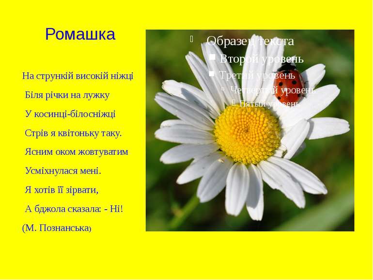 Ромашка На стрункій високій ніжці Біля річки на лужку У косинці-білосніжці Ст...