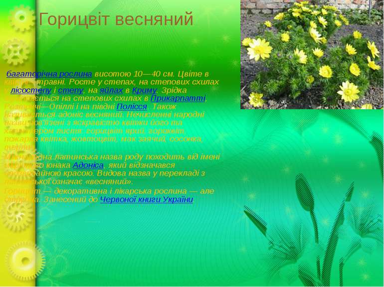 Горицвіт весняний  багаторічна рослина висотою 10—40 см. Цвіте в квітні—травн...