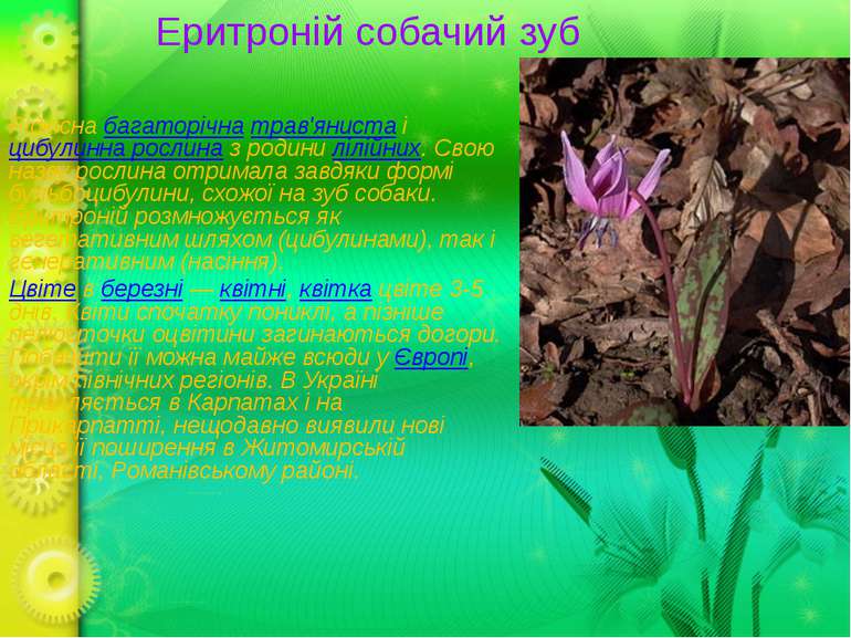 Еритроній собачий зуб Рідкісна багаторічна трав'яниста і цибулинна рослина з ...