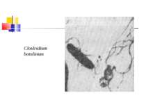 Closlridium botulinum