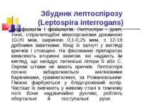 Збудник лептоспірозу (Leptospira interrogans) Морфологія і фізіологія. Лептос...