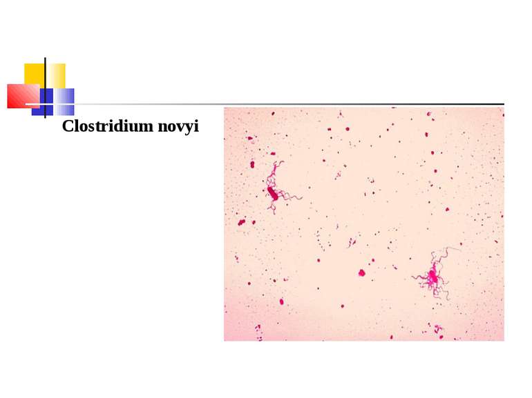 Clostridium novyi