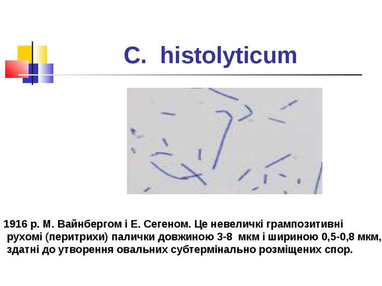C. histolyticum Мікроорганізми були вперше виділені у 1916 р. М. Вайнбергом і...