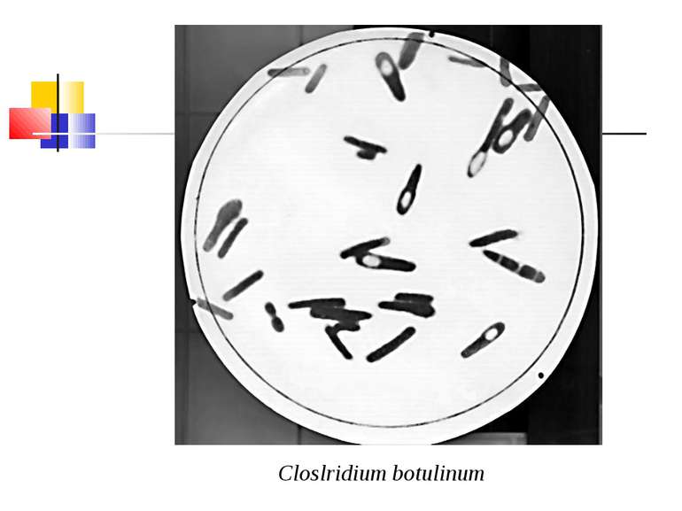 Closlridium botulinum