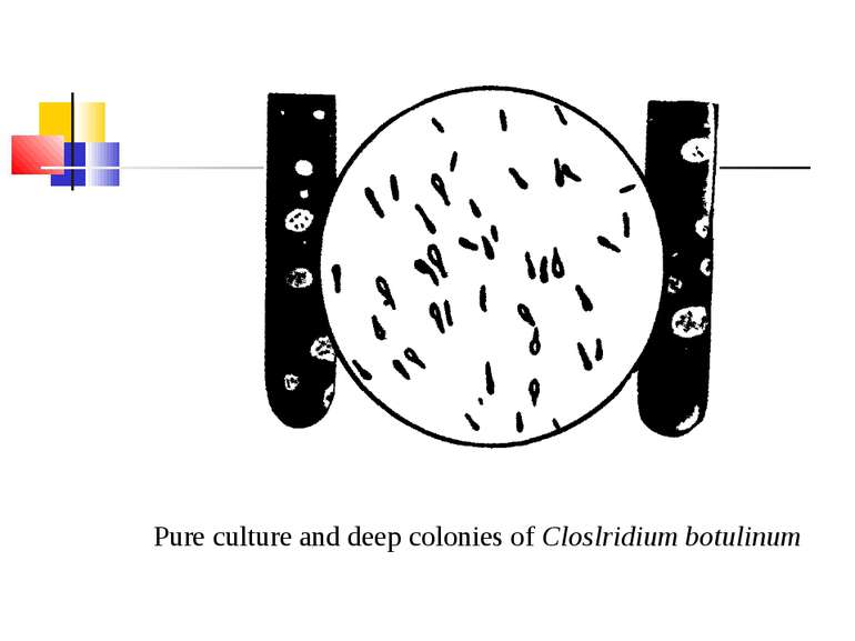 Pure culture and deep colonies of Closlridium botulinum