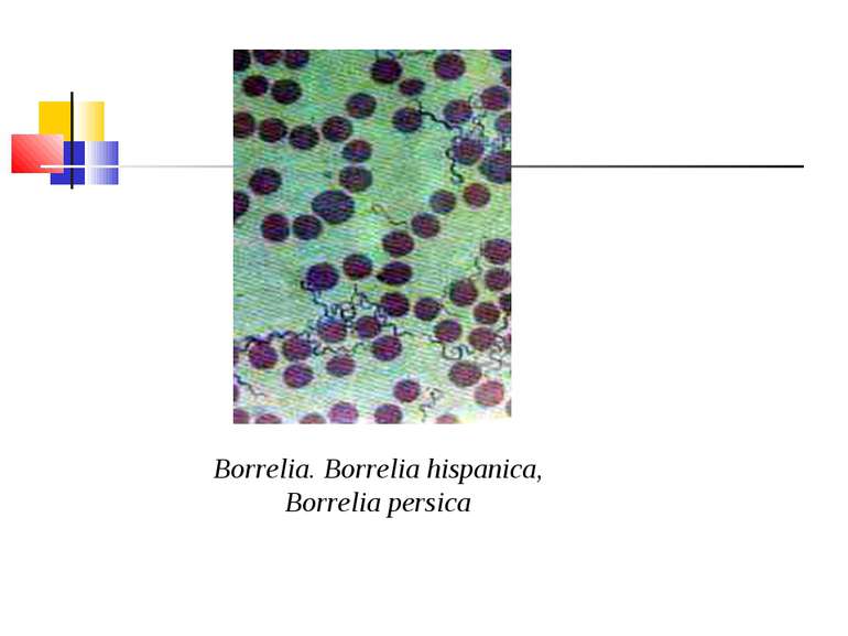 Borrelia. Borrelia hispanica, Borrelia persica