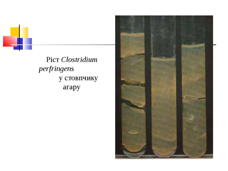 Ріст Clostridium perfringens у стовпчику агару