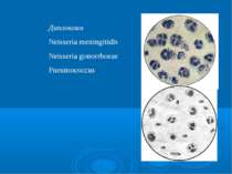 Диплококи Neisseria meningitidis Neisseria gonorrhoeae Pneumococcus