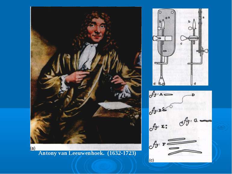 . Antony van Leeuwenhoek. (1632-1723)