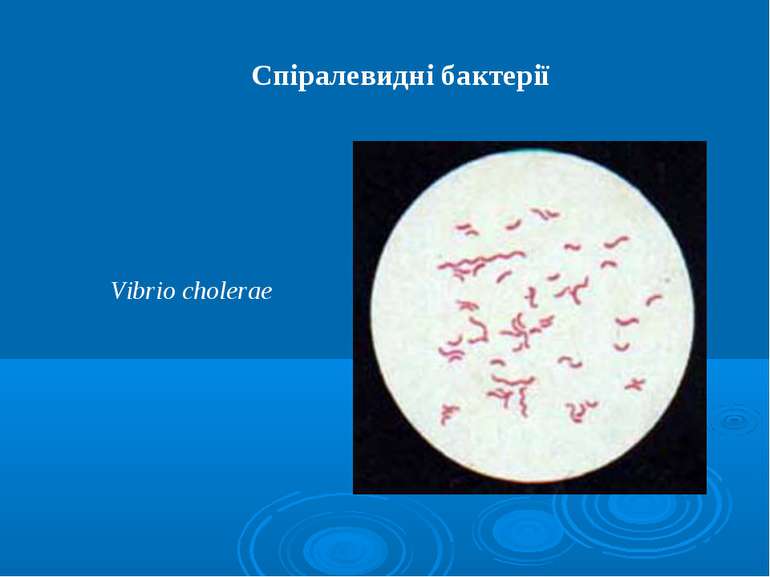 Спіралевидні бактерії Vibrio cholerae