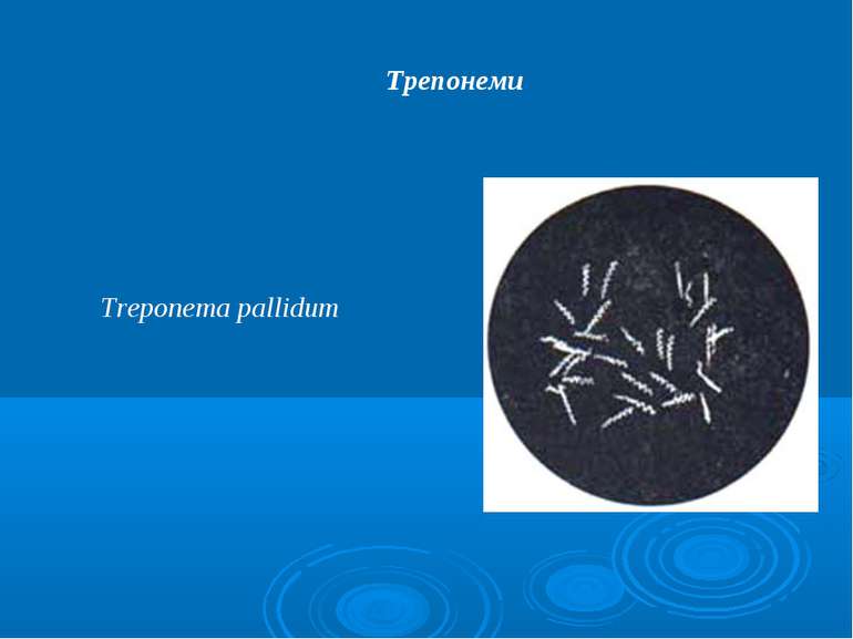 Трепонеми Treponema pallidum