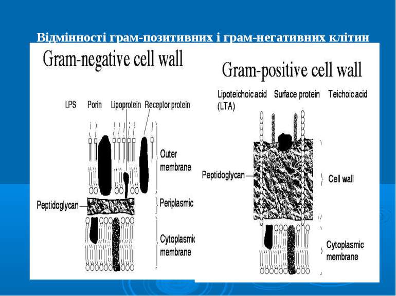 Відмінності грам-позитивних і грам-негативних клітин