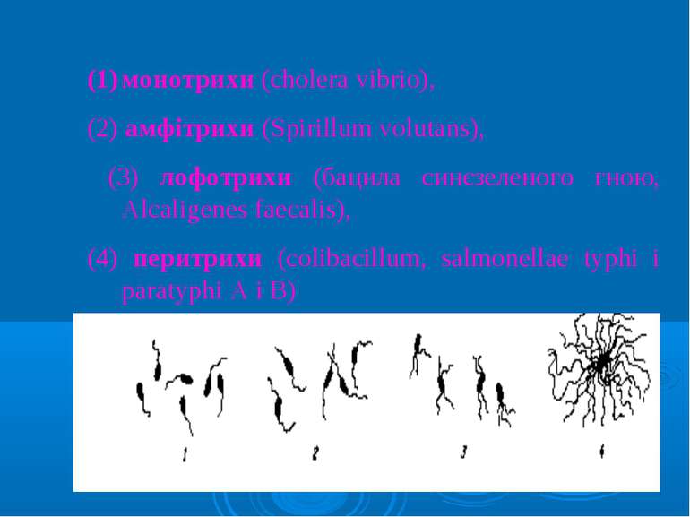монотрихи (cholera vibrio), (2) амфітрихи (Spirillum volutans), (3) лофотрихи...