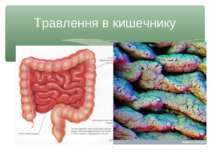 Травлення в кишечнику