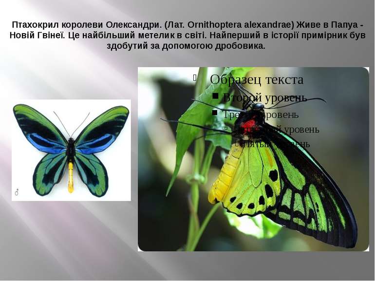 Птахокрил королеви Олександри. (Лат. Ornithoptera alexandrae) Живе в Папуа - ...