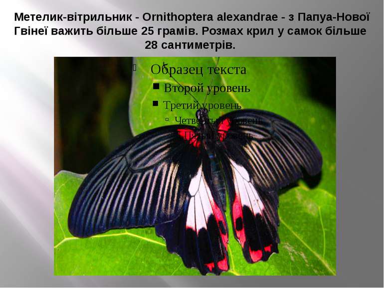 Метелик-вітрильник - Ornithoptera alexandrae - з Папуа-Нової Гвінеї важить бі...