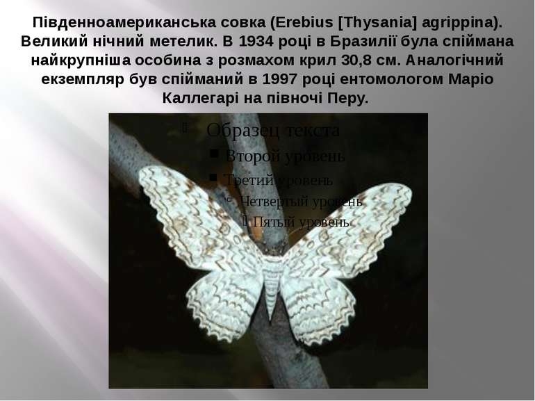 Південноамериканська совка (Erebius [Thysania] agrippina). Великий нічний мет...