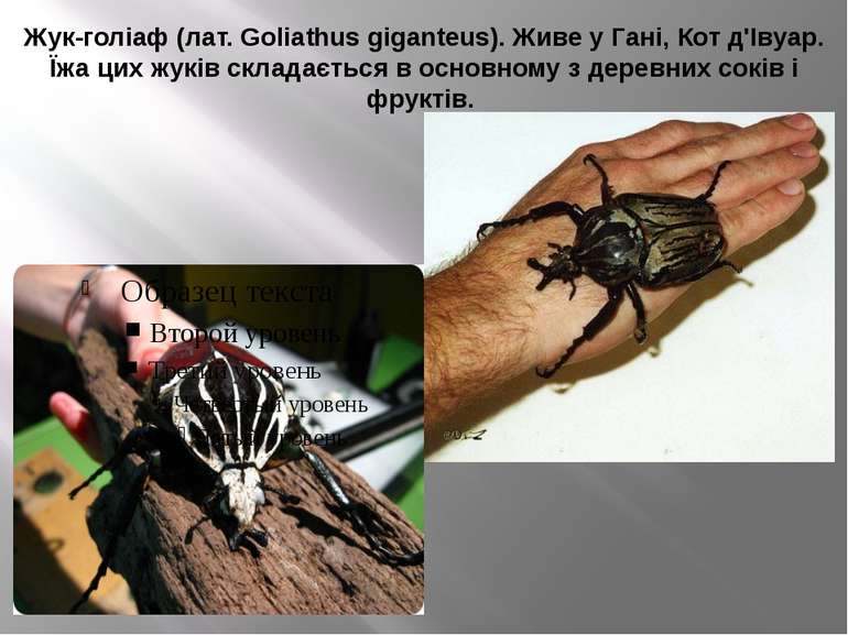 Жук-голіаф (лат. Goliathus giganteus). Живе у Гані, Кот д'Івуар. Їжа цих жукі...